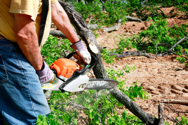  , IA Tree Service Pros